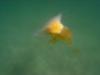 Jelly fish. Monterey 8-2-09