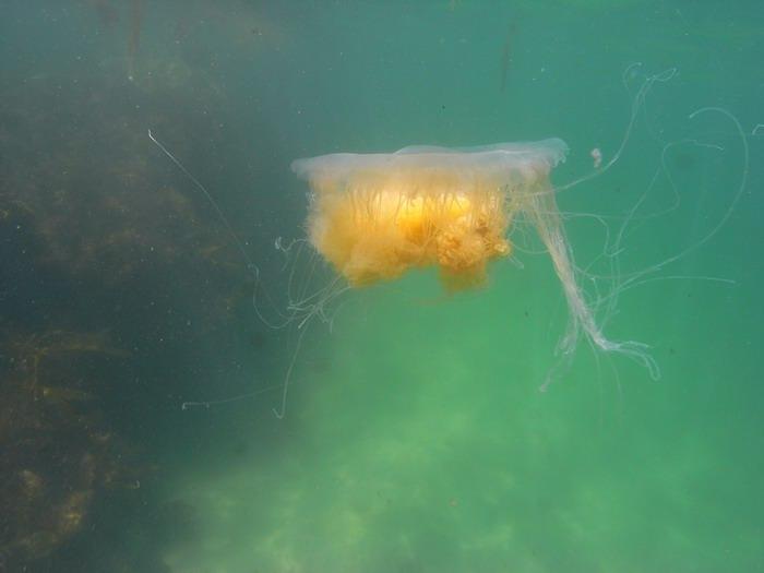 Jelly fish.  Monterey 8-2-09