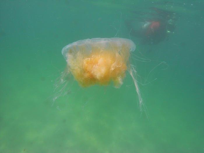 Jelly and a diver.  Monterey 8-2-09