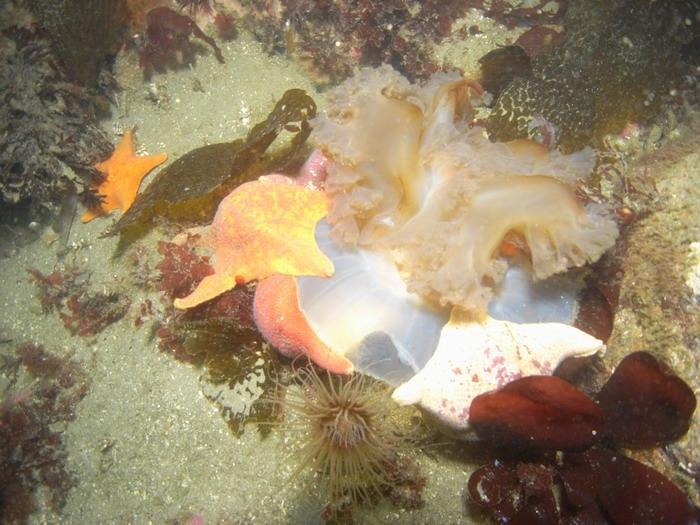 Starfish chowing down on Jellyfish.  8-13-09