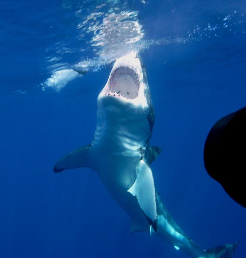 Such an awesome sight! Great White - Oct 2009