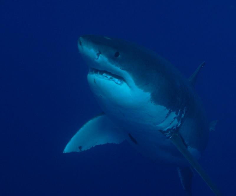 Great White at 40ft.  Oct 2009