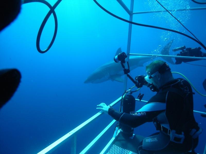 The deep cage. Great White - Oct 2009