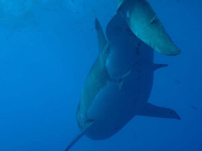 Right over my head!  Belly shot Great White - Oct 2009