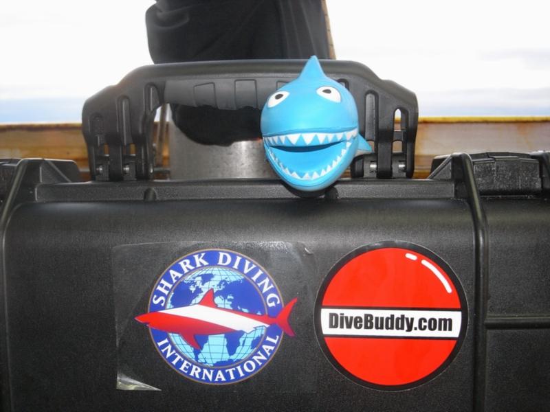 Our mascott!  He was on guard in the camera bucket.  And of course "DiveBuddy" loves sharkin’ too! 