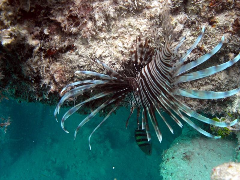 Lion fish, Belize Dec 2009