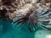 Lion fish, Belize Dec 2009