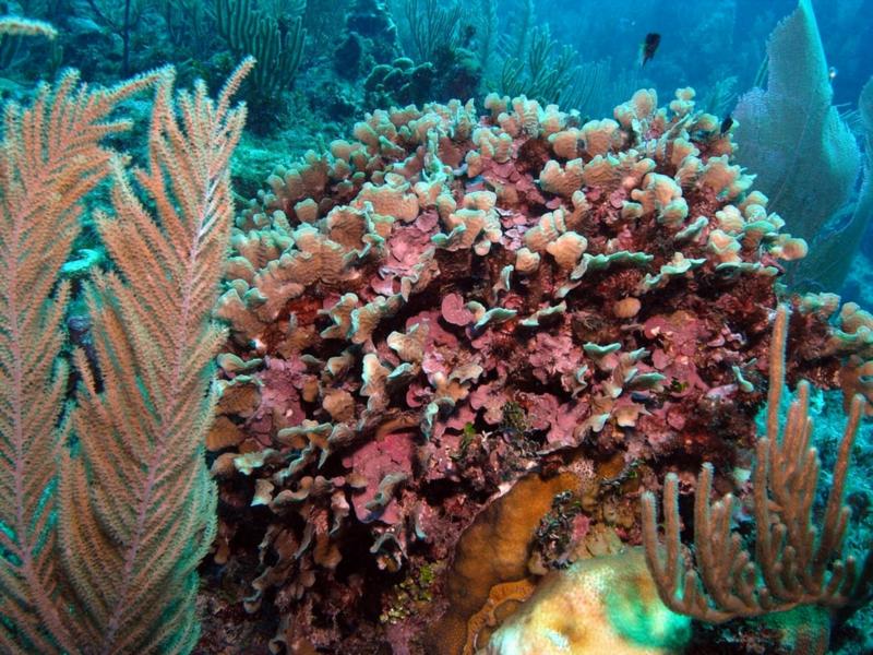 Lettuce coral, Belize Dec 2009