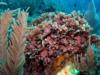 Lettuce coral, Belize Dec 2009