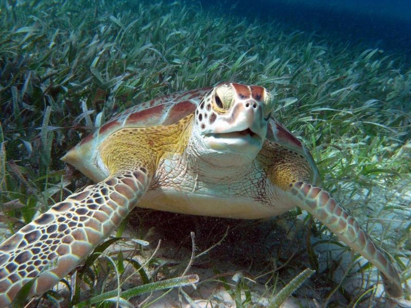 Turtle eating grass, Belize Dec 2009