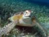 Turtle eating grass, Belize Dec 2009