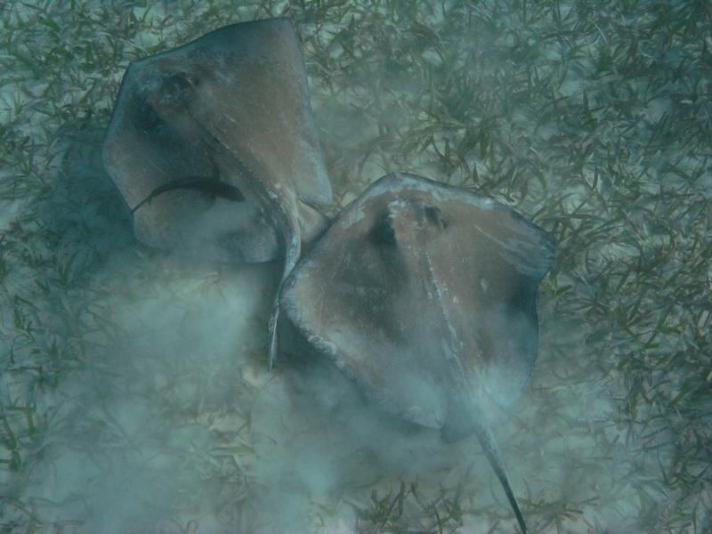 Two stingray s at Shark Ray Alley,  Belize Dec 2009