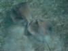 Two stingray s at Shark Ray Alley,  Belize Dec 2009