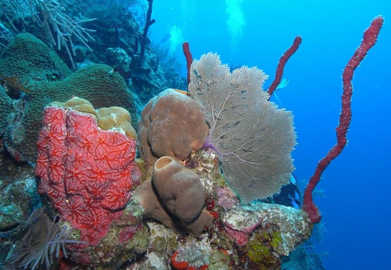 Red sponge and corals, Belize Dec 2009