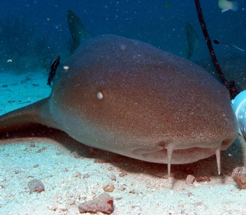 Nurse shark, Belize Dec 2009