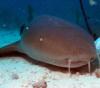 Nurse shark, Belize Dec 2009