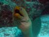 Big Green Moray.  This guy is at leat 6ft long!  Belize Dec 2009