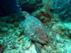 This turtle is as big as a garbage can lid.  Belize Dec 2009