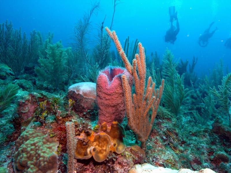 My favorite picture from Belize.  I love the pink sponge with the divers in the background. Dec 2009