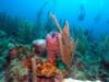 My favorite picture from Belize.  I love the pink sponge with the divers in the background. Dec 2009