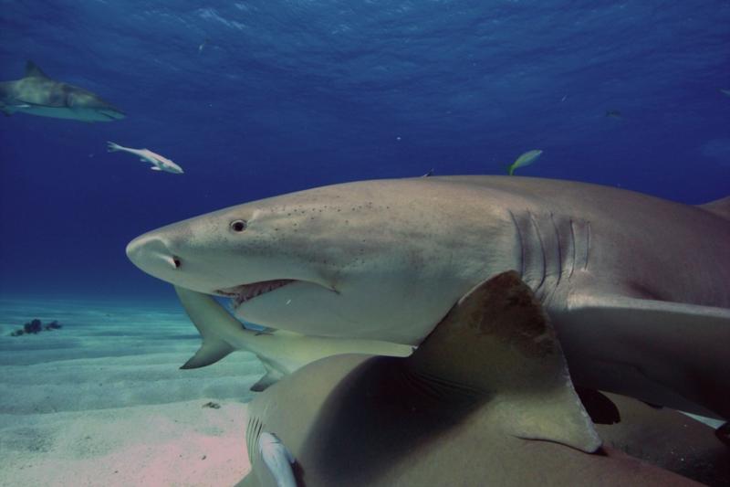 This is Capt. Ron.  He’s missing an eye.   Tiger Beach Bahamas, Feb 2010