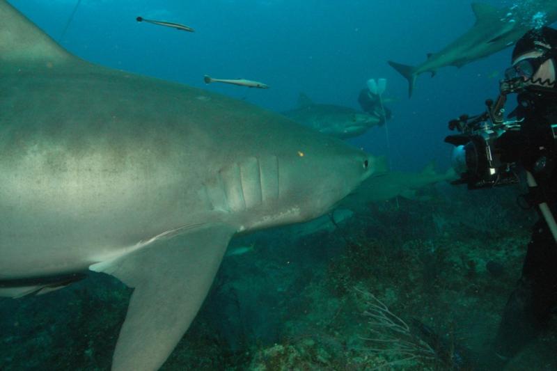 Tiger shark saying "Cheese"  Bahamas Feb 2010