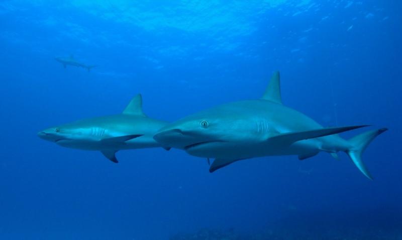 Two Caribbean Reef sharks, Bahamas Feb 2010