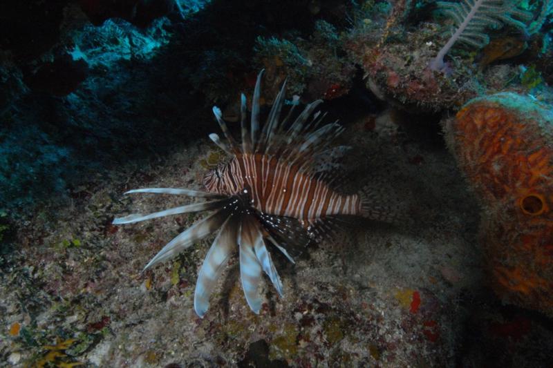 Lion Fish.  These predators are decimating the Bahama Reefs.  Bahamas Feb 2010