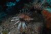 Lion Fish.  These predators are decimating the Bahama Reefs.  Bahamas Feb 2010