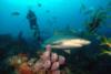 Reef shark, sponges and diver.  Bahamas Feb 2010