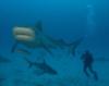 Big Tiger shark.  Bahamas Feb 2010