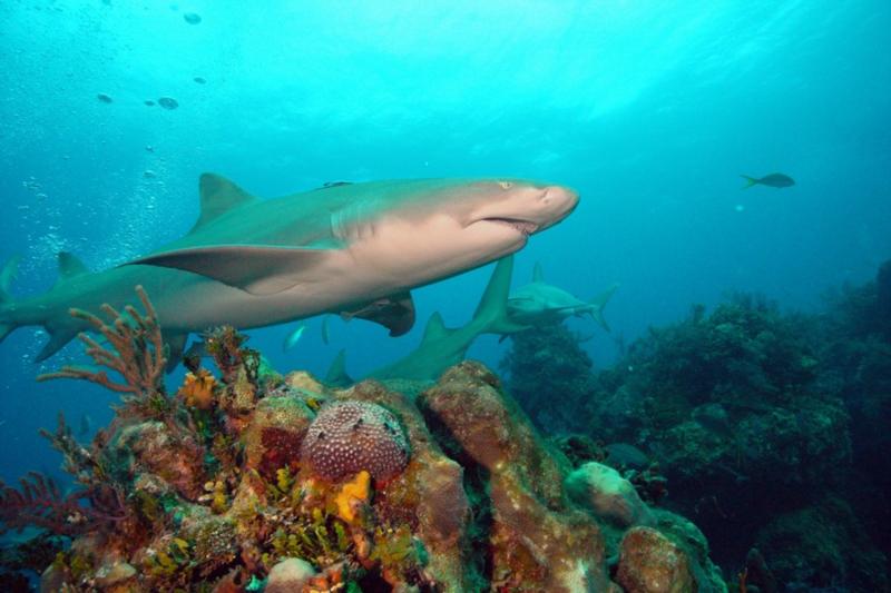 Lemon shark and corarls.  Bahamas Feb 2010