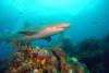 Lemon shark and corarls.  Bahamas Feb 2010