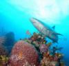 Reef shark with corals.  Bahamas Feb 2010