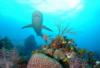 Reef shark with corals.  Bahamas Feb 2010