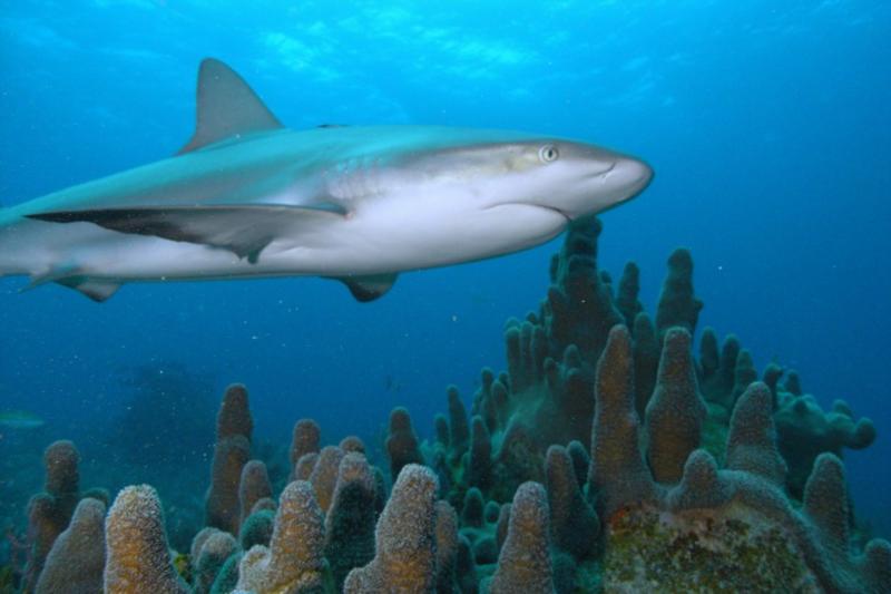 Reef shark with Pillar coral.  Bahamas Feb 2010