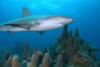 Reef shark with Pillar coral.  Bahamas Feb 2010