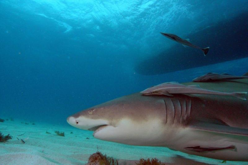 Lemon shark with boat.  Tiger Beach Bahamas.  Feb 2010