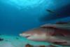 Lemon shark with boat.  Tiger Beach Bahamas.  Feb 2010