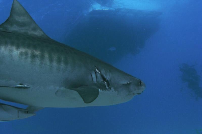 Emma the Tiger  shark checking out the accent line