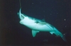 Great White-Guadalupe Island 2003