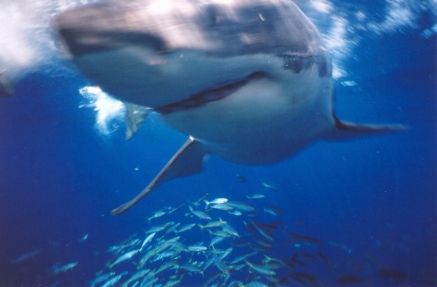Close encounter of the cool kind! Great White-Guadalupe Island 2005