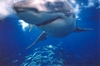 Close encounter of the cool kind! Great White-Guadalupe Island 2005