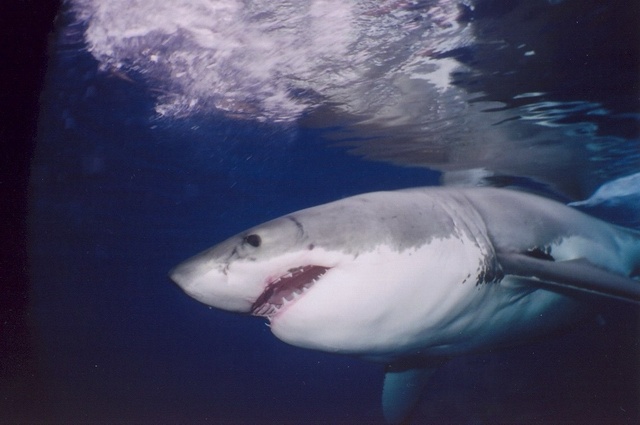 Great White-Guadalupe Island 2006