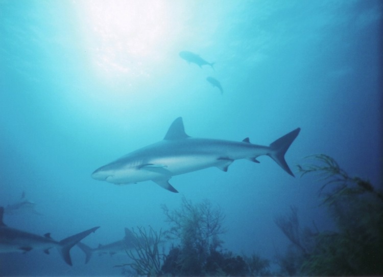 Reef Shark-Bahamas