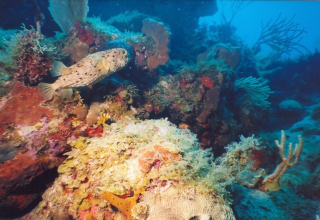 Puffer-Barracuda Reef-St Thomas