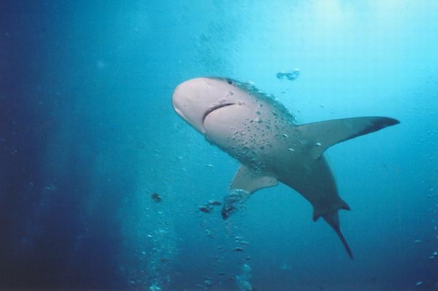 Caribbean Reef Shark-St Maarten