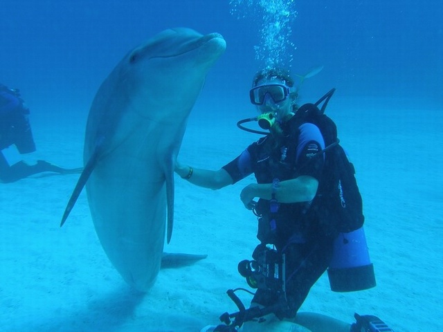 Open Ocean Dolphin Dive-Bahamas 2006  My new friend!