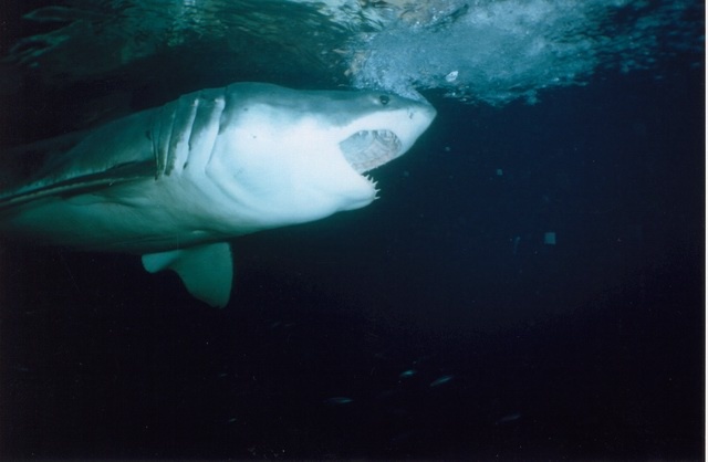 Great White-Guadalupe Island 2003