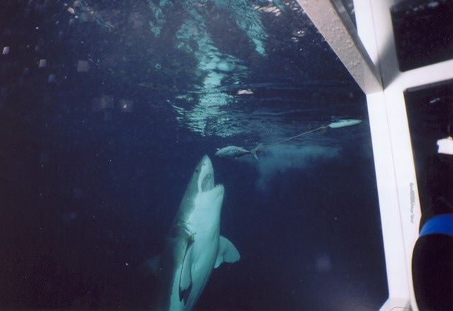 Typical Great White sneek attack.  Straight up. Guadalupe Island 2005